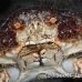 crab_clinging_channel_rgi_wc_h_0037_tci1806.jpg